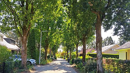 Straatbeeld met bomen in een woonwijk in Austerlitz.