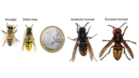 Van links naar rechts en van groot naar klein: de gewone wesp, de Duitse wesp, een euromunt ter referentie van de afmetingen, de Aziatische hoornaar en de Europese hoornaar.