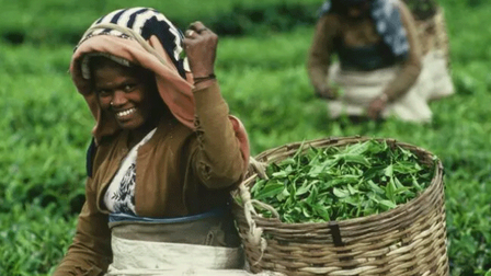 Boerin met mand op de rug waarin zij geplukte theeblaadjes verzameld